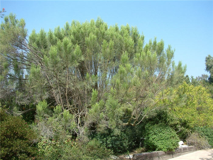 Baccharis sarothroides