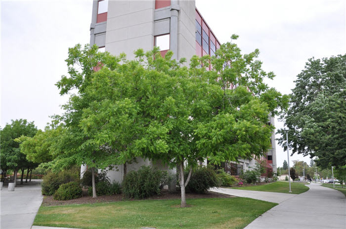 Carya illinoieninsis