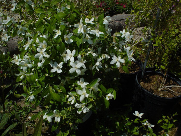Philadelphus 'Virginal'