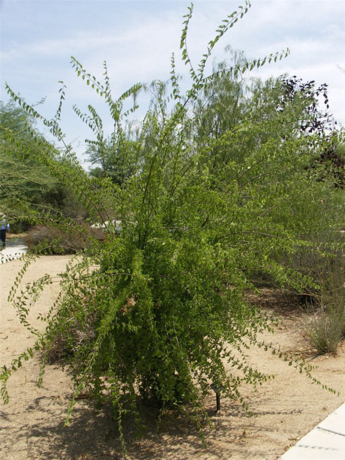 Celtis reticulata