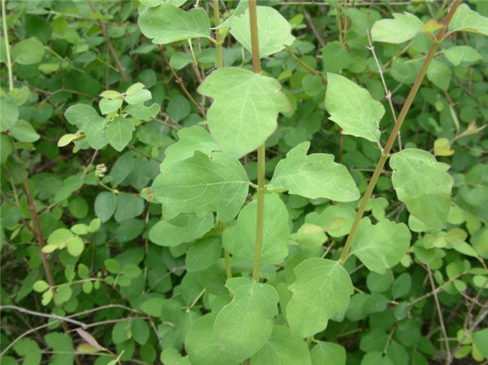Symphoricarpos albus laevigatus