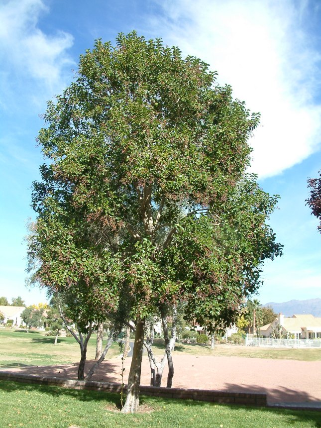 Ligustrum lucidum