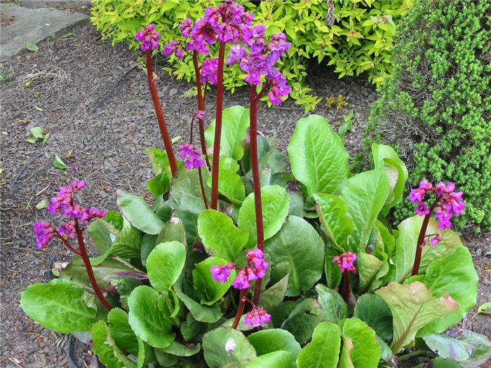 Bergenia 'Bressingham Ruby'