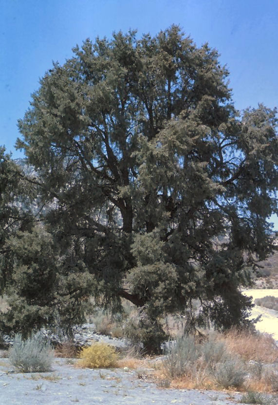 Pinus edulis
