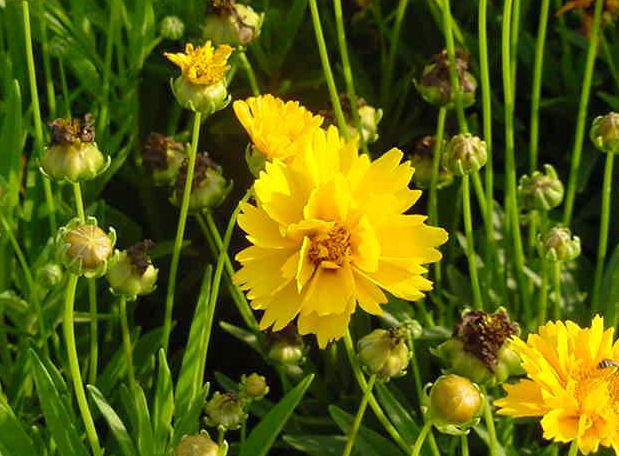 Coreopsis grandiflora 'Early Sunrise'