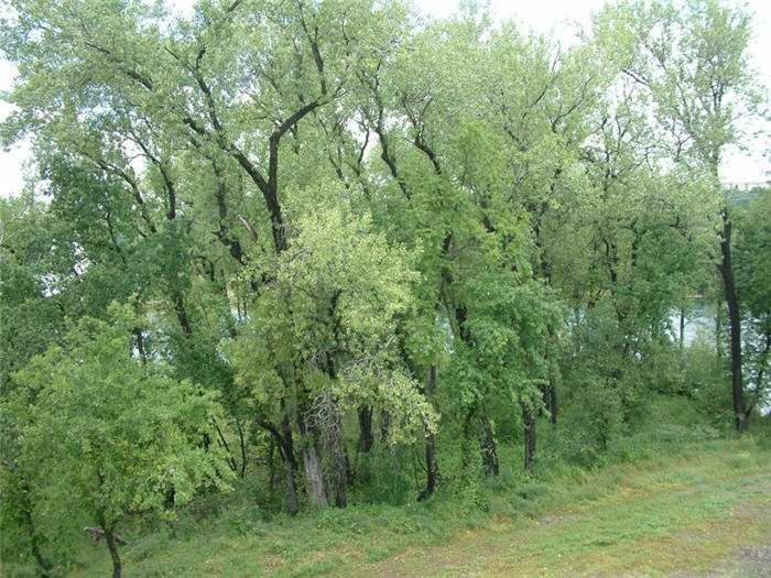 Populus fremontii
