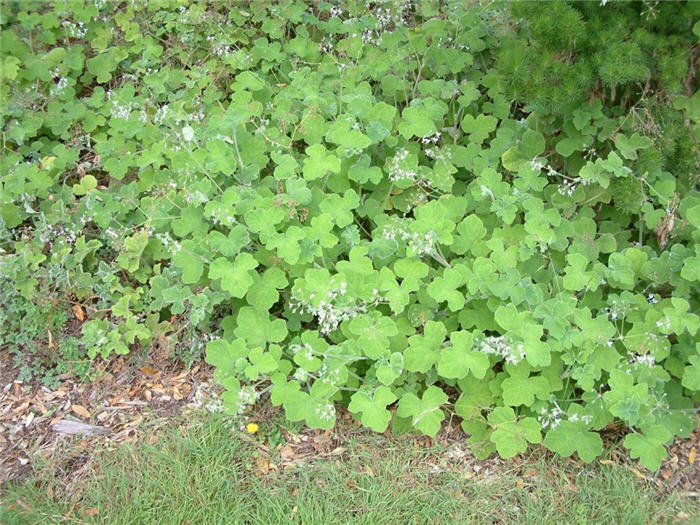 Geranium X cantabrigiense 'Biokovo'