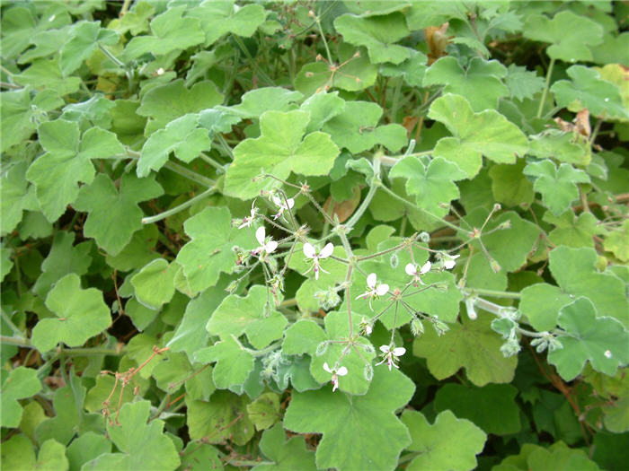 Plant photo of: Geranium X cantabrigiense 'Biokovo'