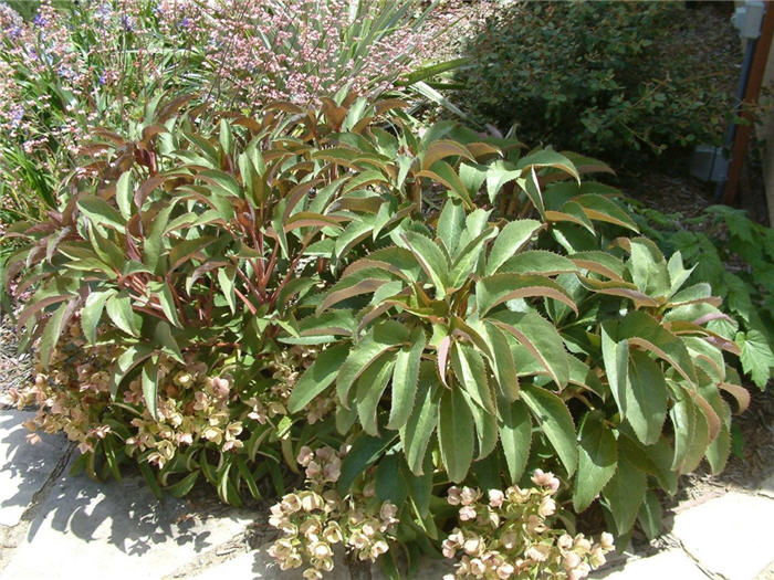 Helleborus hybrids