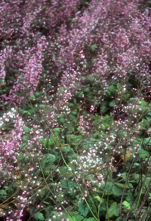 Heuchera 'Bressingham Hybrids'