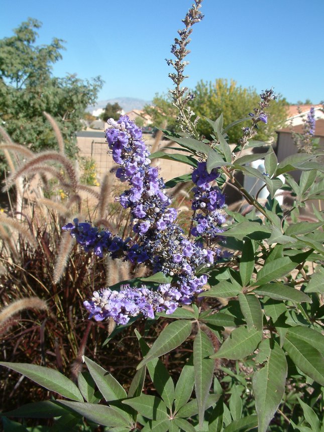 Chaste Tree, Monk's Pepper Tree