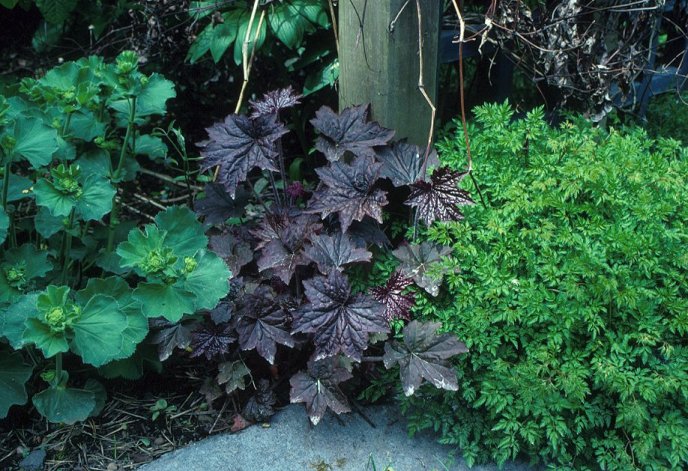 Heuchera micrantha 'Palace Purple'