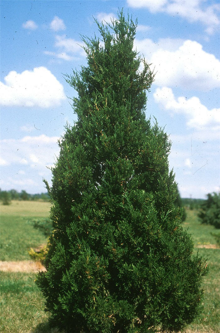 Juniperus chinensis 'Spartan'