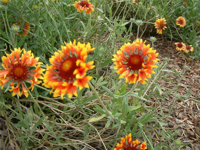 Plant photo of: Gaillardia aristata
