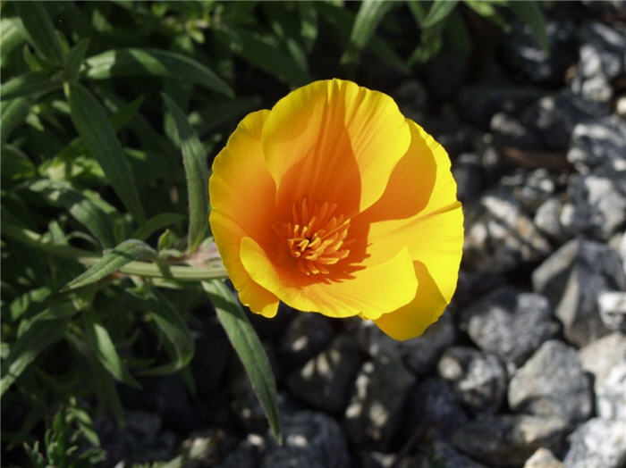 Eschscholzia californica v. maritima