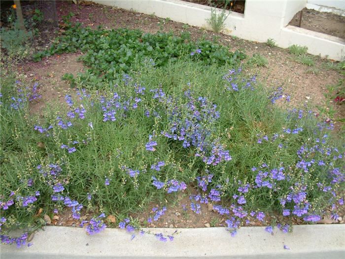 Penstemon heterophyllus 'Margarita Bop'