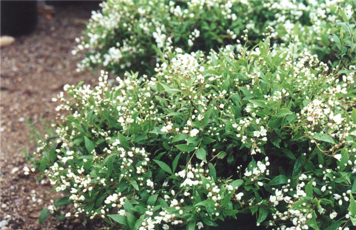 Slender  Deutzia