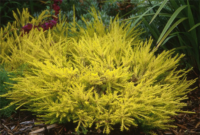 Coleonema pulchellum 'Gold Sunset'