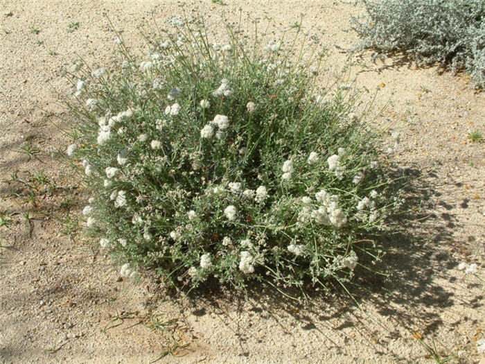 Eriogonum fasciculatum