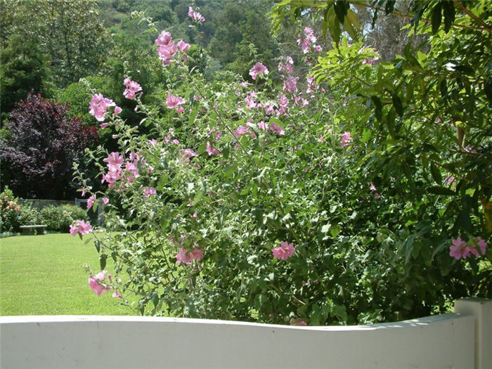 Lavatera thuringiaca 'Rosea'