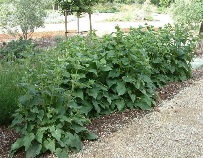 Phlomis samia