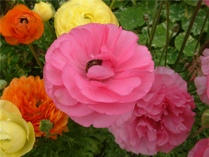 Ranunculus hybrids