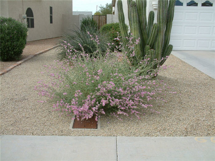 Plant photo of: Sphaeralcea ambigua 'Pink Form'