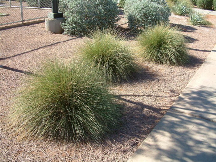 Muhlenbergia rigens