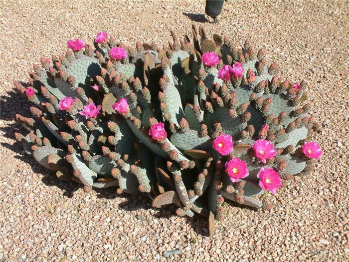 Beavertail Prickly Pear Cactus