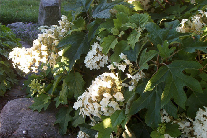 Hydrangea quercifolia 'Sikes Dwarf'