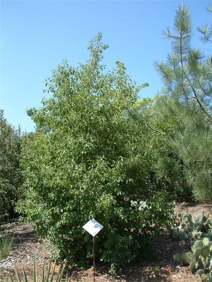 Prunus ilicifolia ssp. lyonii