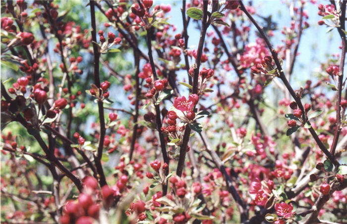 Prairie Fire Crabapple