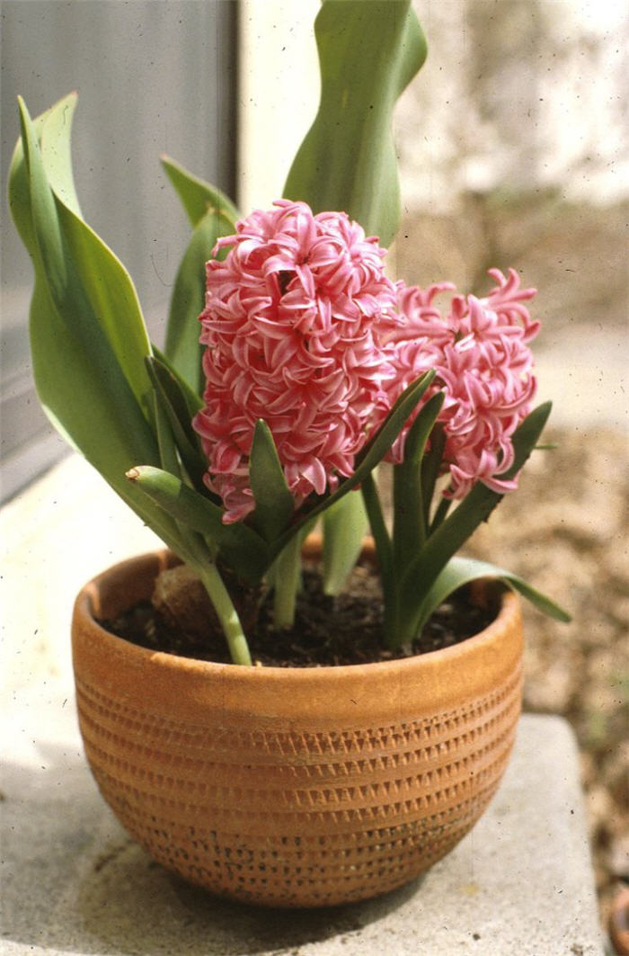 Hyacinthus orientalis