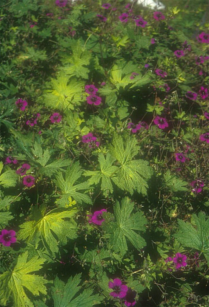 Plant photo of: Geranium 'Ann Folkard'