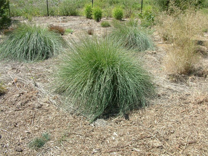 Muhlenbergia lindheimeri 'Autumn Glow'
