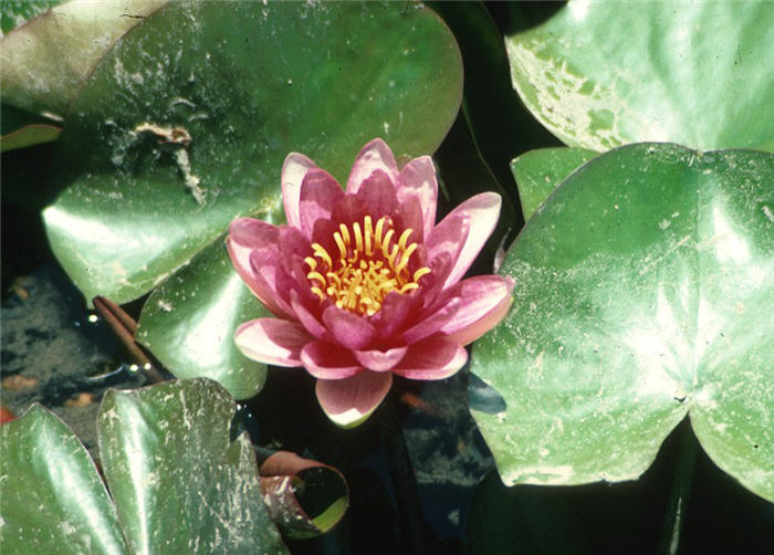 Nymphaea cultivars