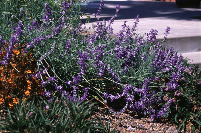 Salvia farinacea 'Texas Violet'
