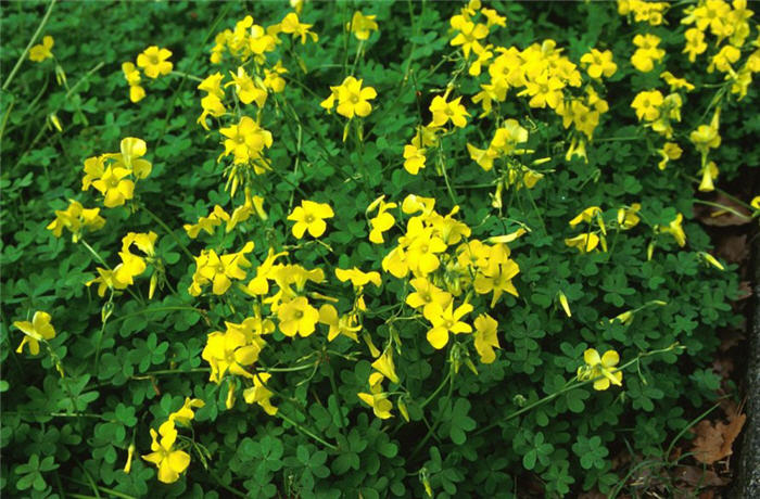 Oxalis pes-caprae