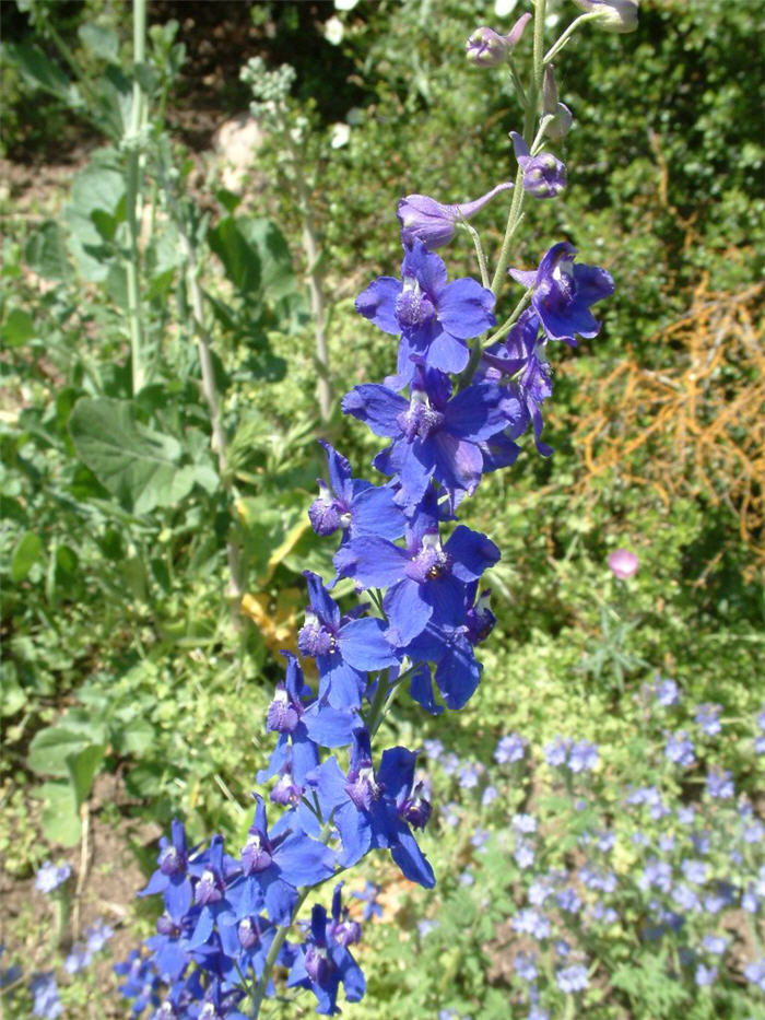 Blue Bird Giant Pacific Delphinium
