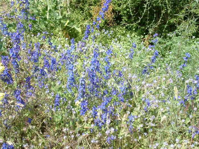Plant photo of: Delphinium elatum 'Blue Bird'