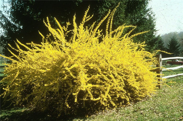 Forsythia X intermedia 'Lynwood'
