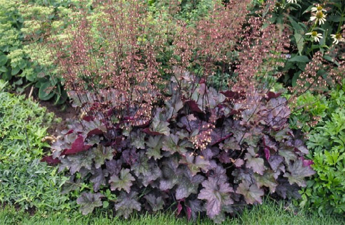 Heuchera americana 'Chocolate Veil'