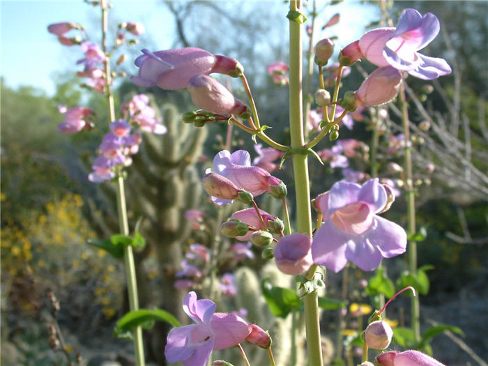 Penstemon spectabilis