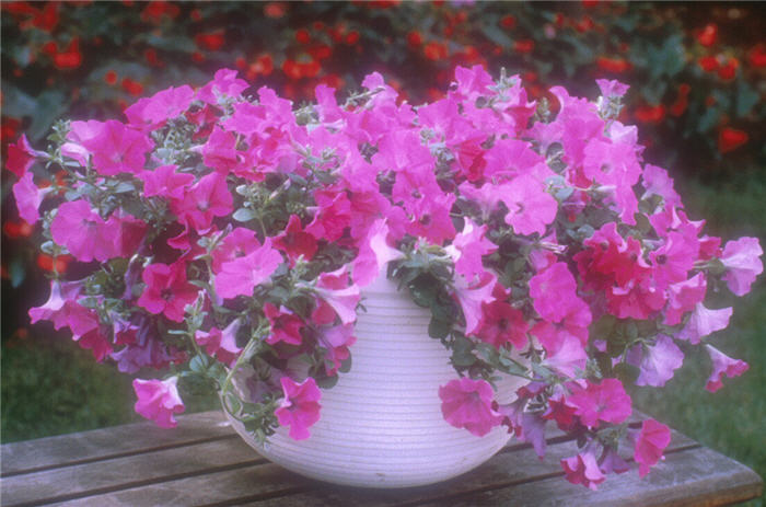 Petunia X hybrida 'Lavender Wine'