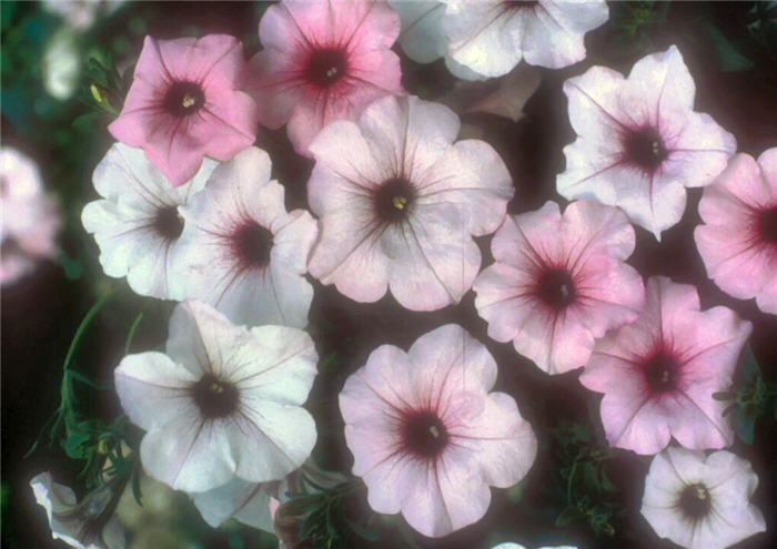Petunia X hybrida 'Tidal Wave Silver'