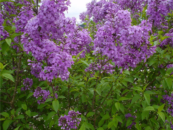 Syringa X chinensis