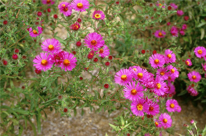 Aster novae-angliae 'September Ruby'