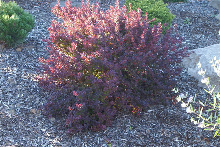 Berberis thunbergii 'Royal Burgundy'