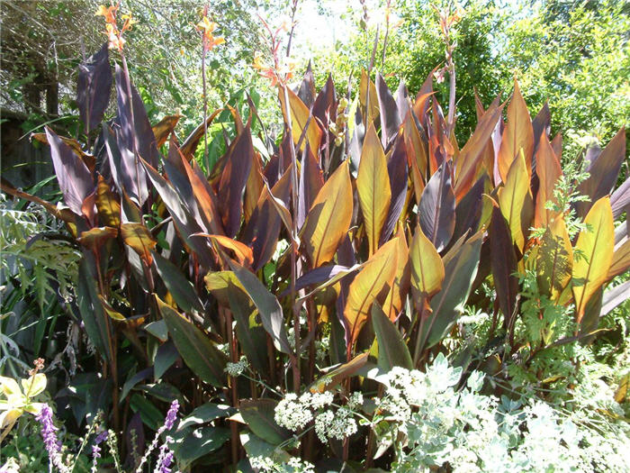 Canna 'Black Knight'