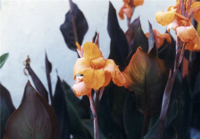 Plant photo of: Canna 'Black Knight'